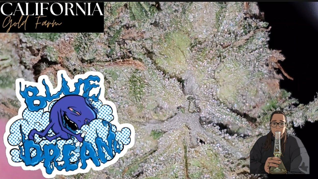 Blue Dream | California Gold Farm
