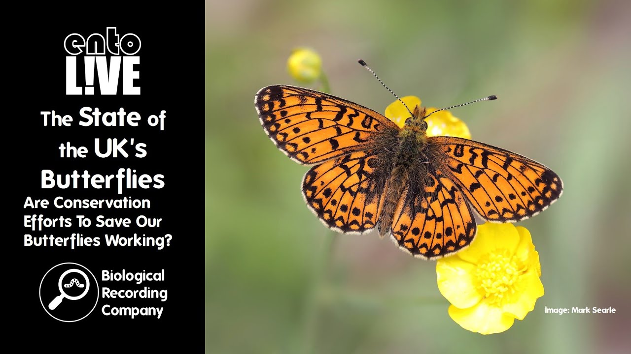 The State of the UK's Butterflies