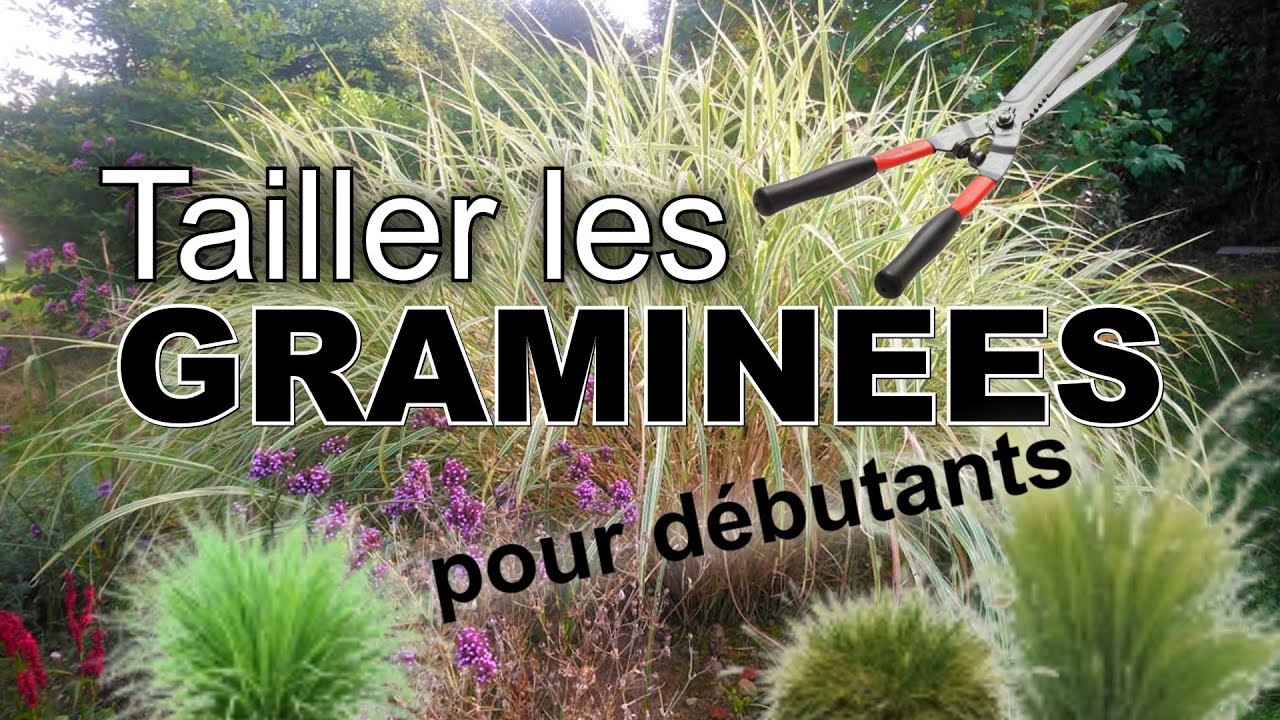 Graminées : comment les tailler et les nettoyer ?