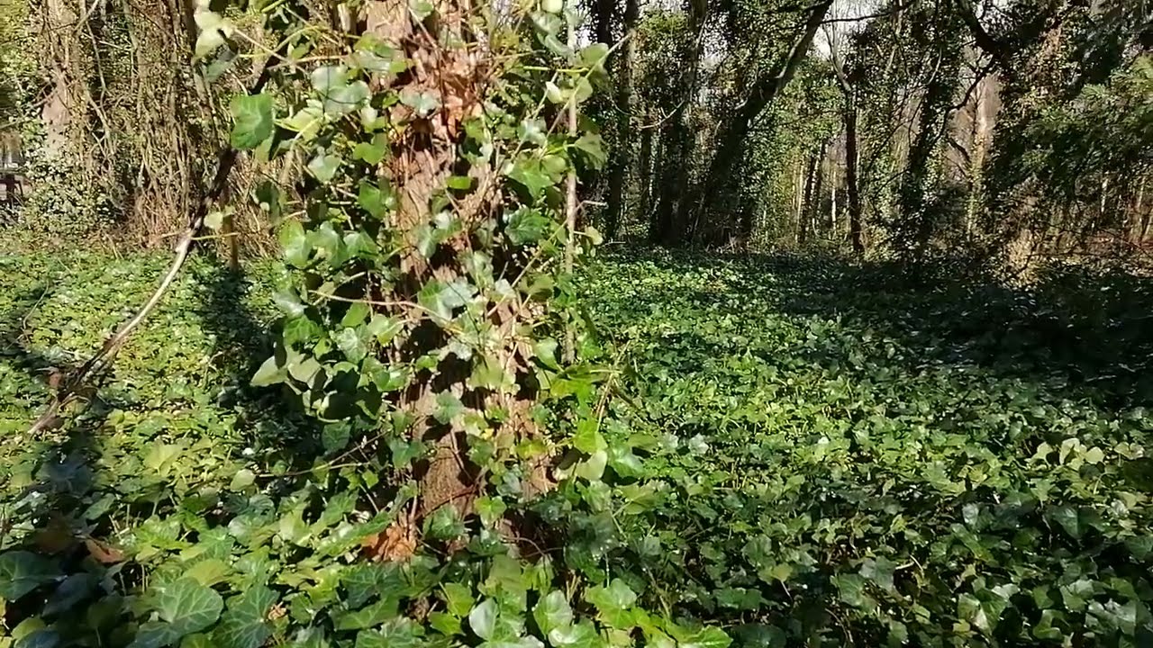 Spring is coming 
