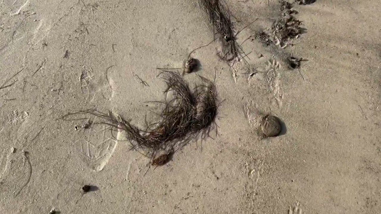 Apalachicola Bay Low Tide Walk