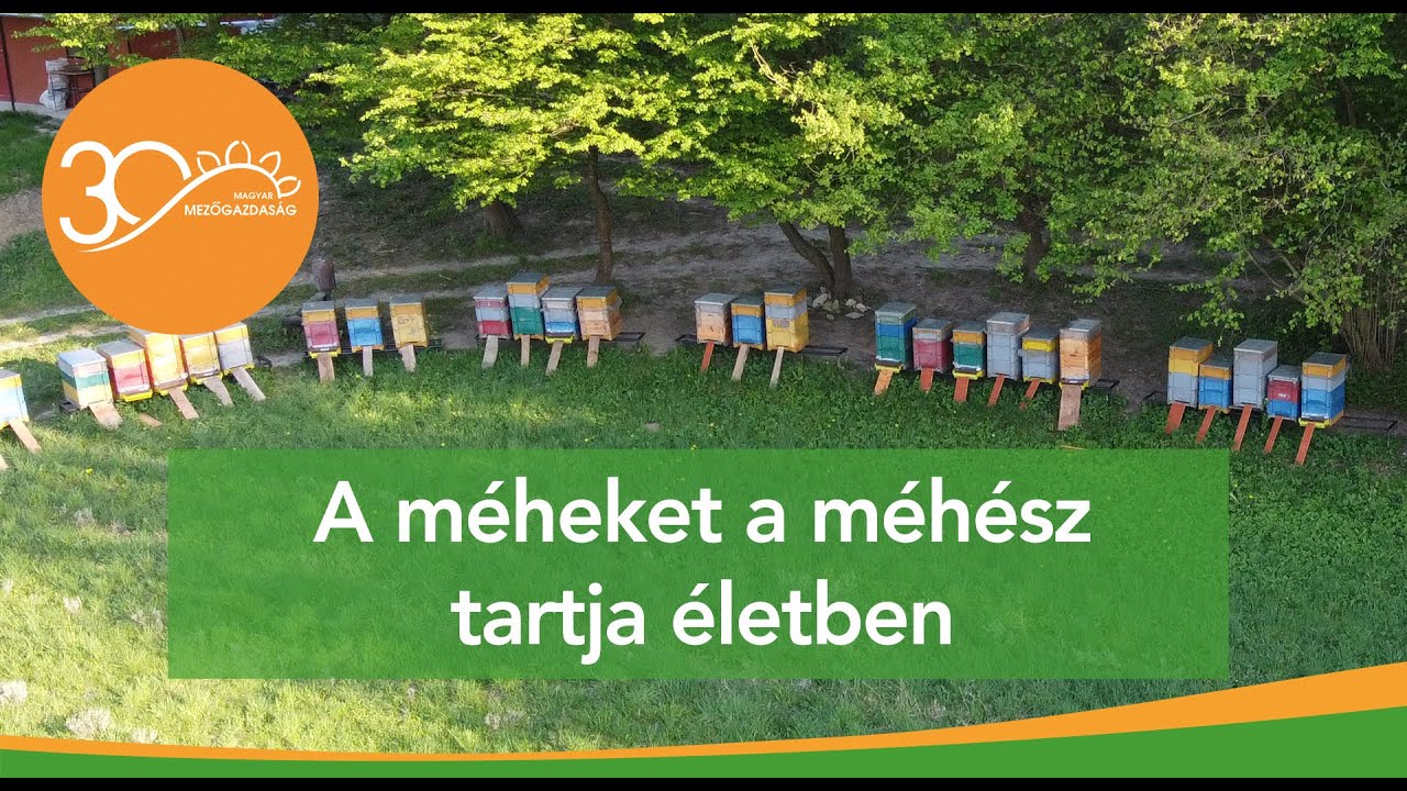 MMG - A méheket a méhész tartja életben