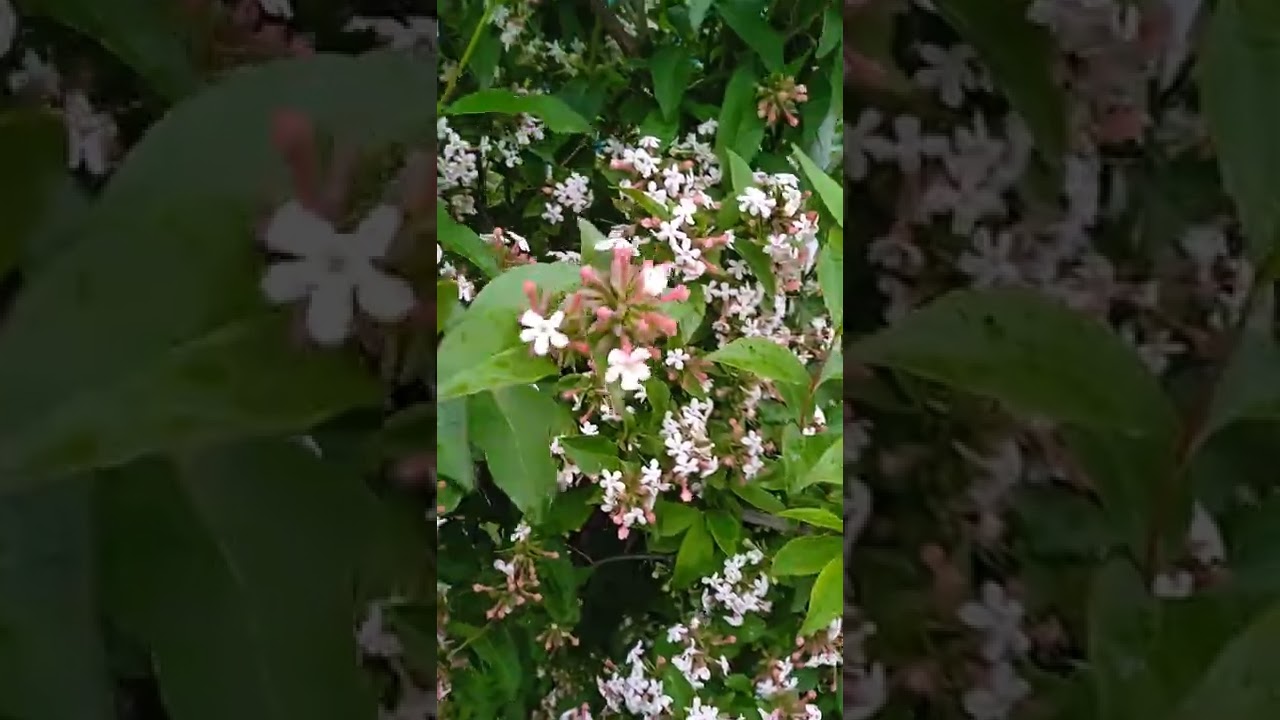абелия