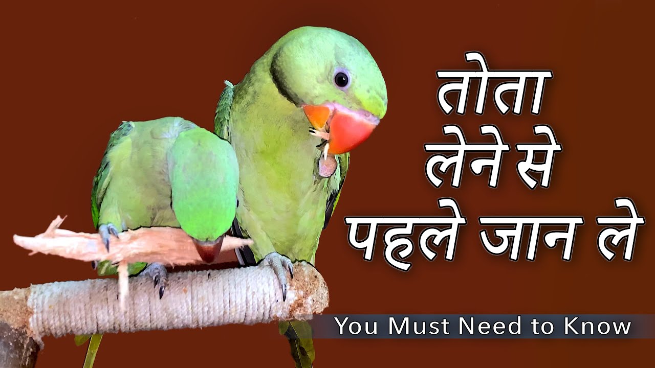 तोता लेने से पहले जान ले | You Need to Know Before adopting a parrot