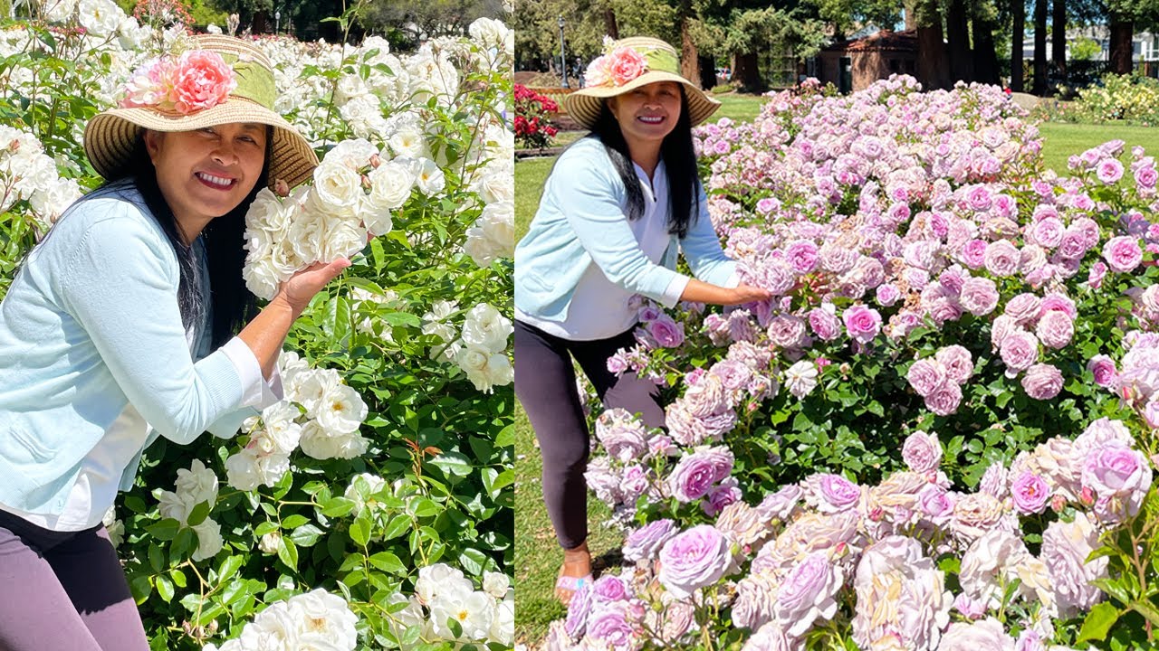 America's Best Rose Garden! San Jose Municipal Rose Garden(Part 1) 🥀 🌹