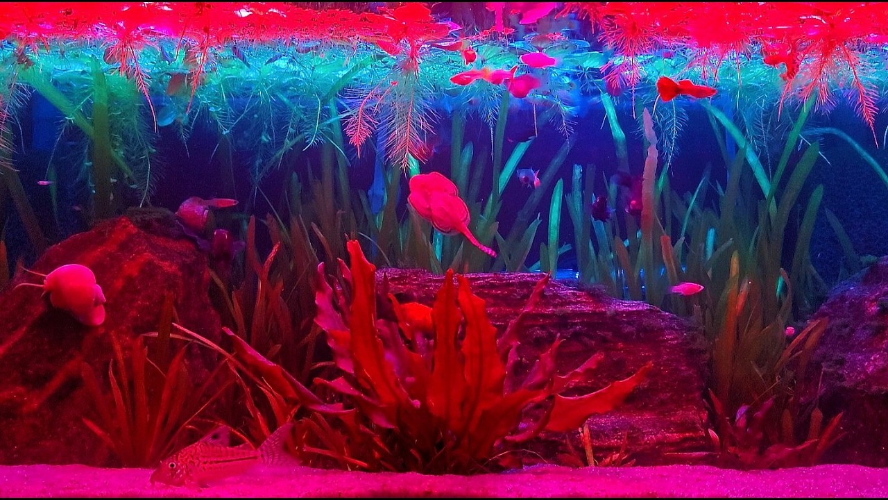 🐟Relaxing Aquarium Ambience🐟Gentle Water Sounds for Study, Focus or Sleep