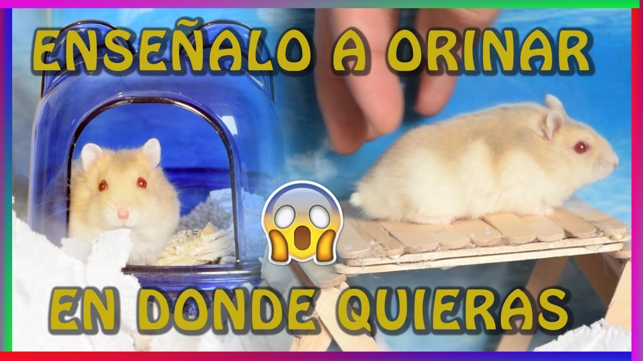 Cómo hacer que mi HAMSTER ORINE en el ESQUINERO