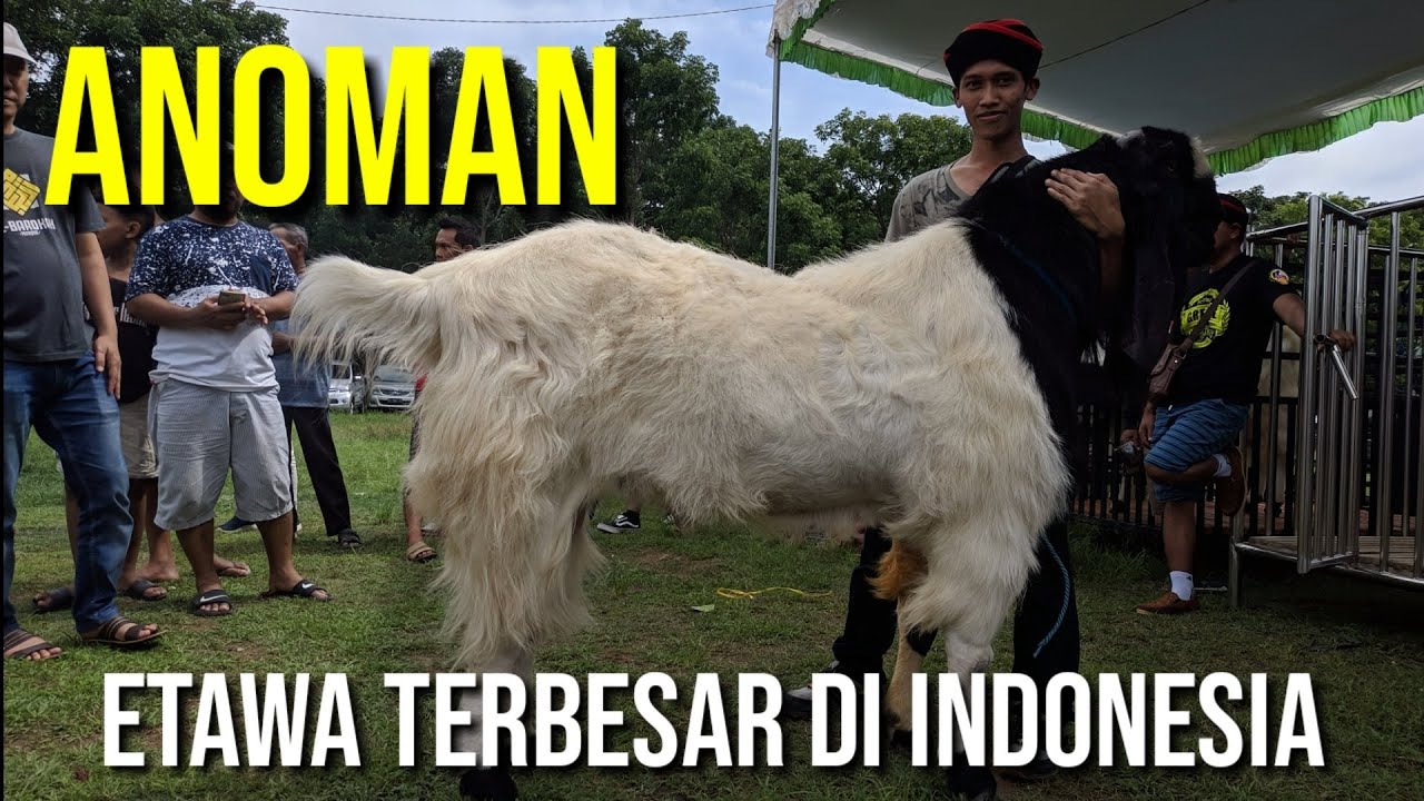 Kambing Etawa Terbesar di Indonesia | Kontes Kambing Etawa Terbesar
