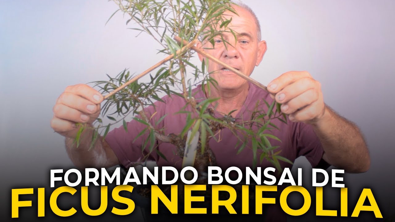 FORMANDO BONSAI DE FICUS NERIFOLIA | Ficus Nerifolia Nº2 - Vídeo 1