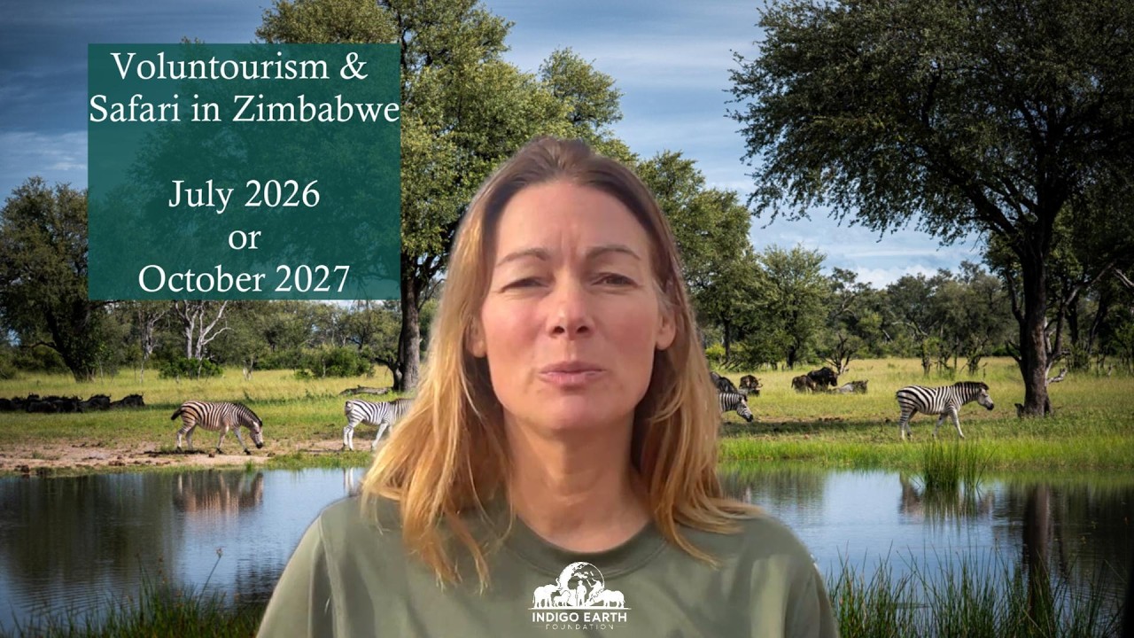 Join us in Zimbabwe: a Voluntourism & Safari Trip for Wildlife Conservation