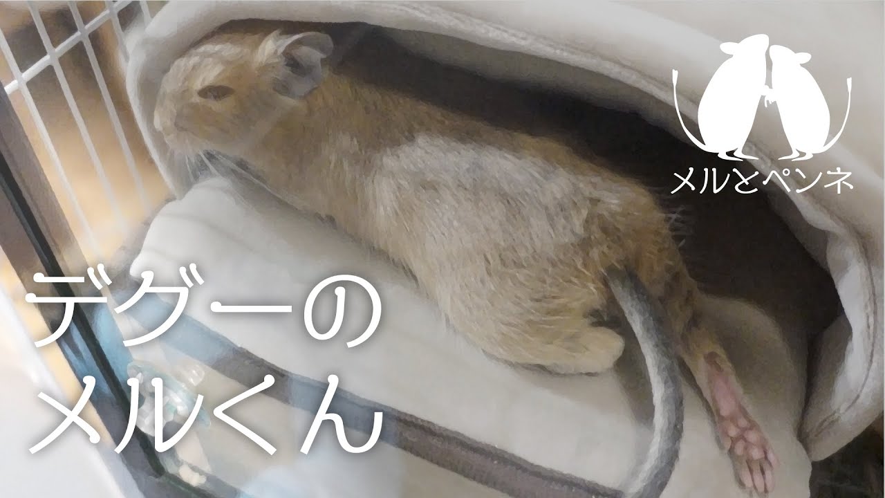 【デグー】 お迎えから最近まで、デグー（兄）の可愛い映像を集めてみた。