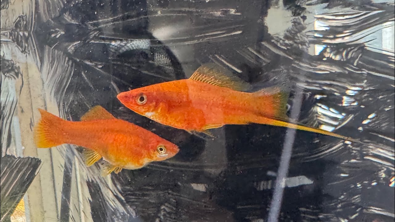 2025 fish room tour and updates!