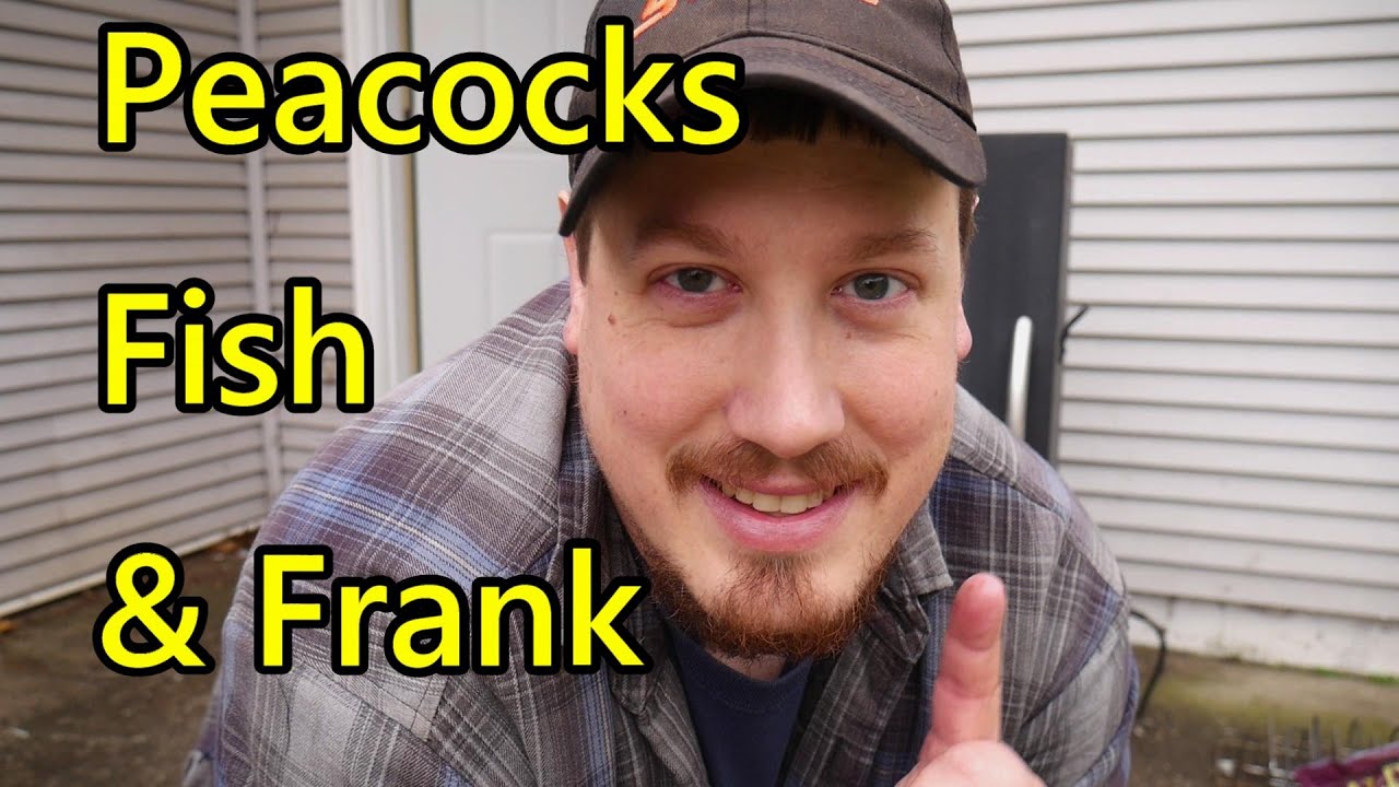 Peacocks, Fish, and Frank OH MY!!!!