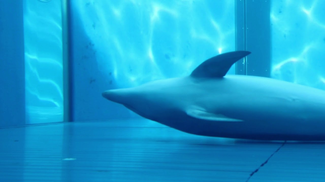 【異常行動】プールの底に頭をぶつけ続けるイルカ〔うみたまご〕／Dolphin keeps hitting the head against the bottom of the pool
