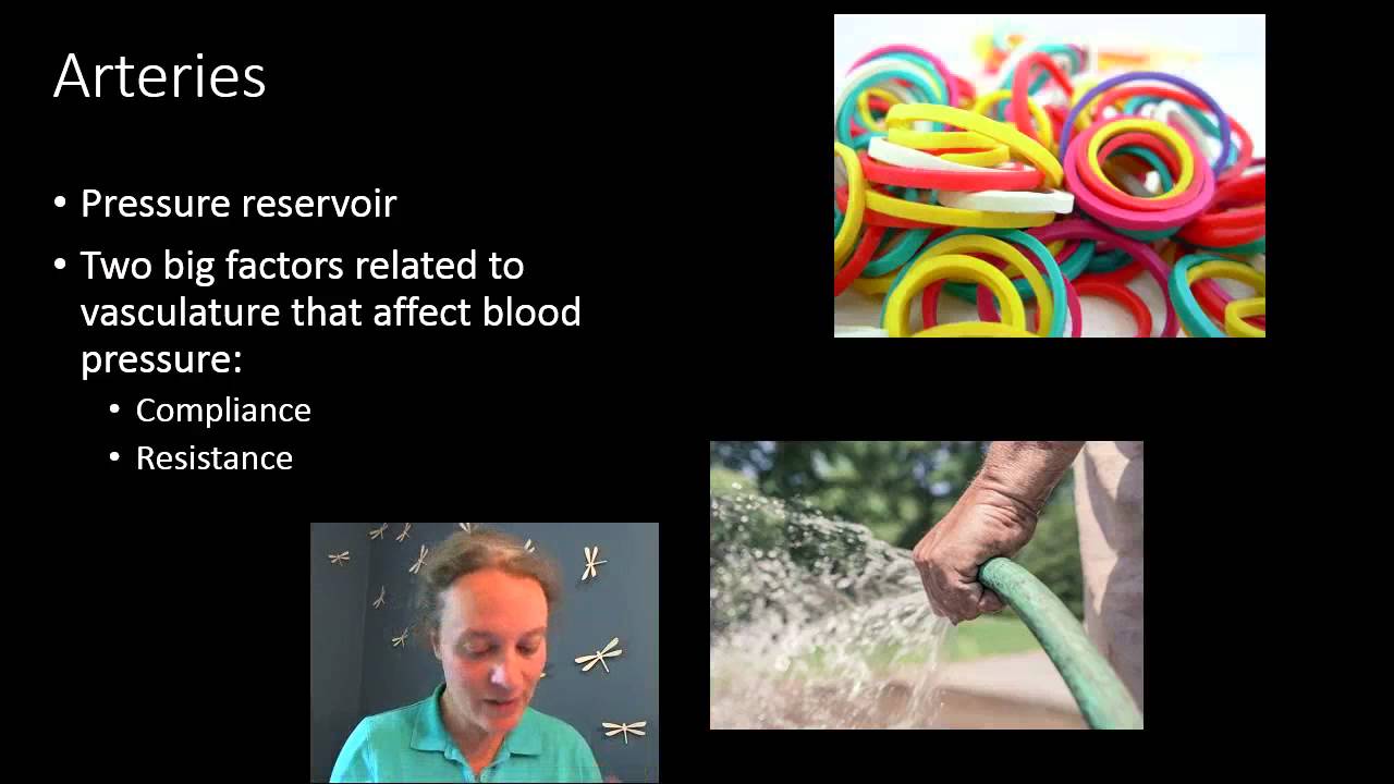 Arteries, arterioles and blood flow