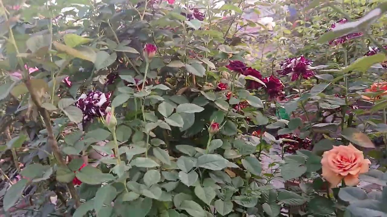 সেন্টারে গোলাপ সহজভাবে করুন