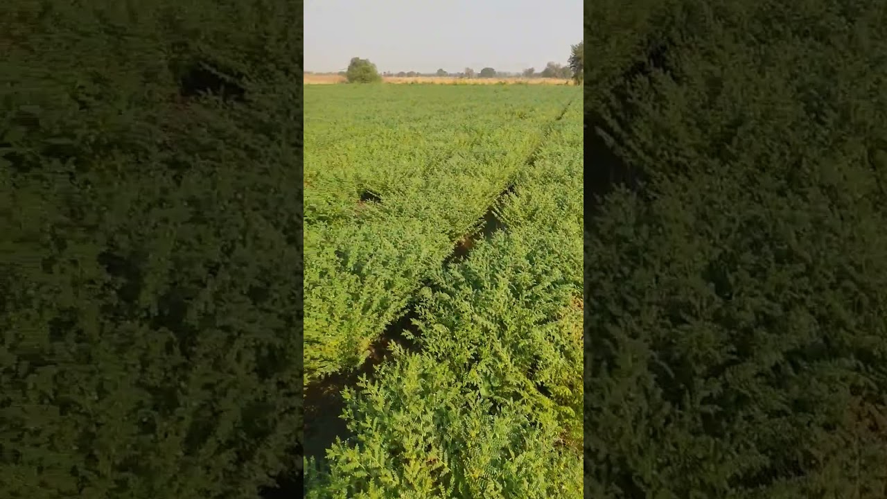 dhaffthari 21 chana 71 days crop