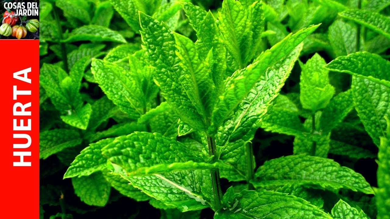 5 Trucos para Cultivar toneladas de menta y yerbabuena