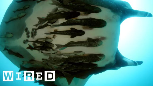 Everything You Need to Know About Those Fish That Attach to Sharks