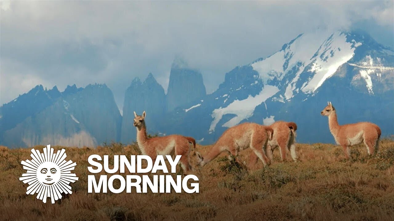 Nature: Guanacos in Chile