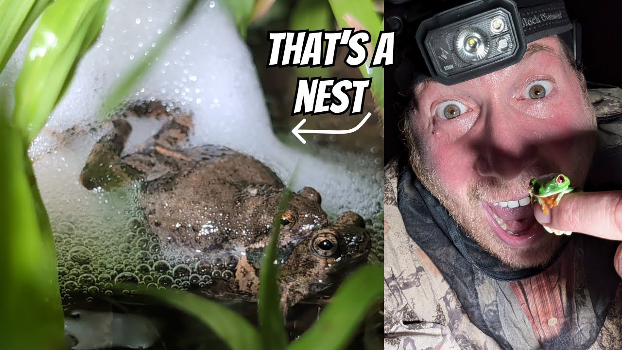 Hidden Frog Nests of the Gamboa Rainforest | Field Herping Panama