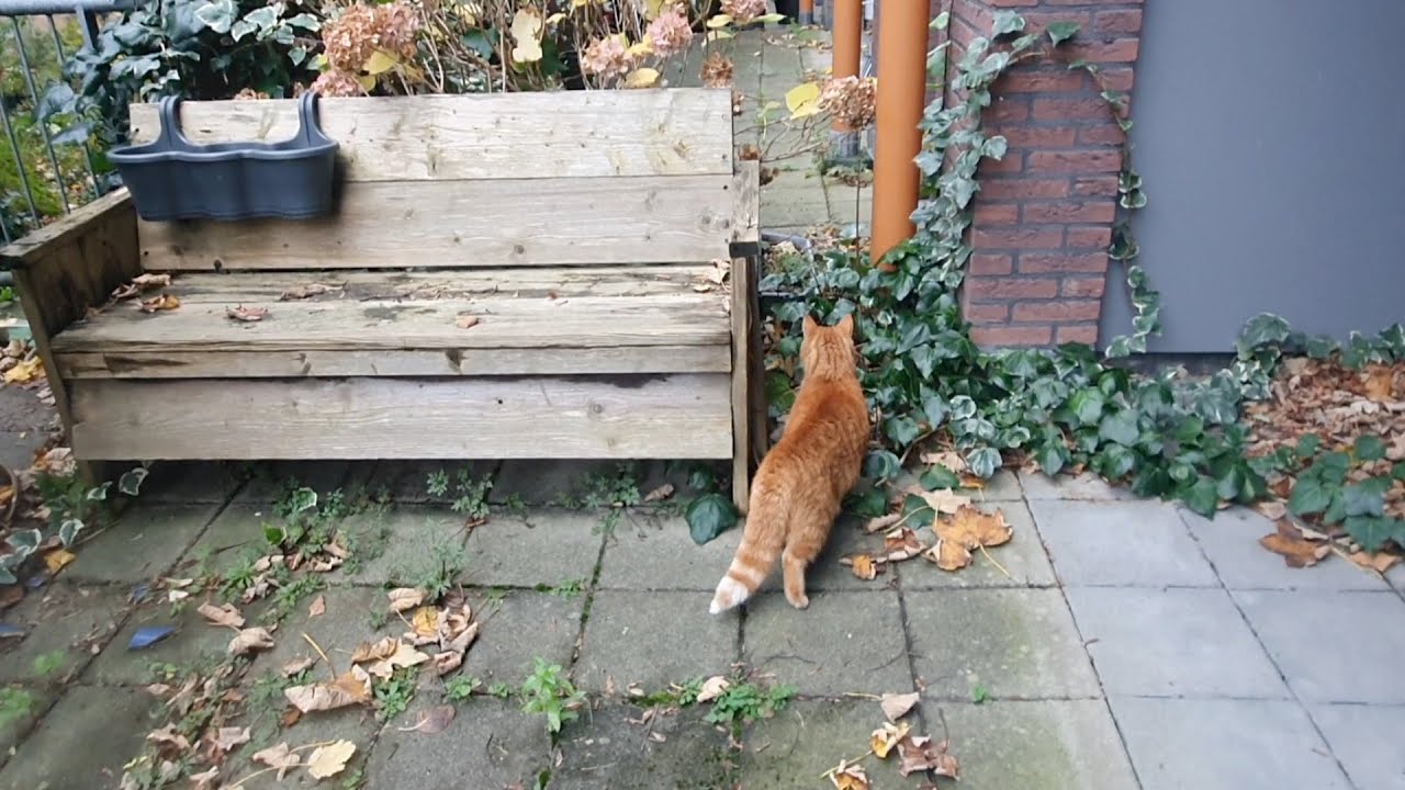 Cody meets Blackie outside her territory