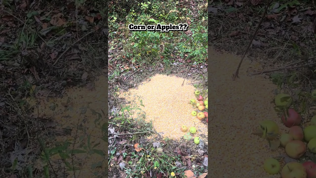 What’s the best deer feed? Corn or Apples. 