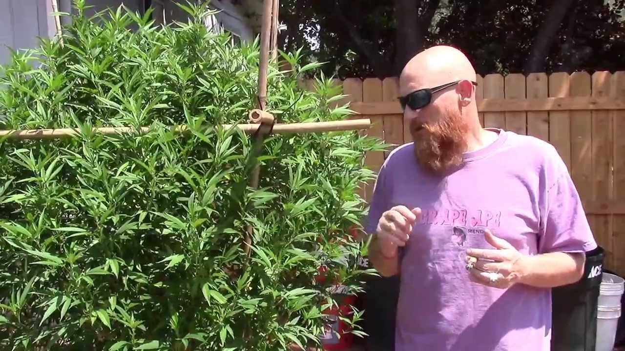 Medical Cannabis Garden Tour 2013 with Bret Bogue 