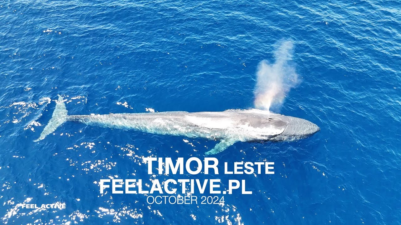 Blue whale,  East Timor 24