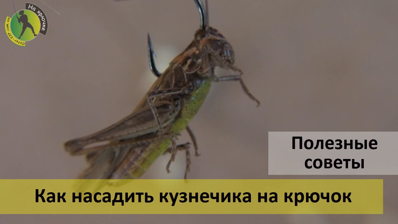 Как правильно насаживать кузнечика на крючок