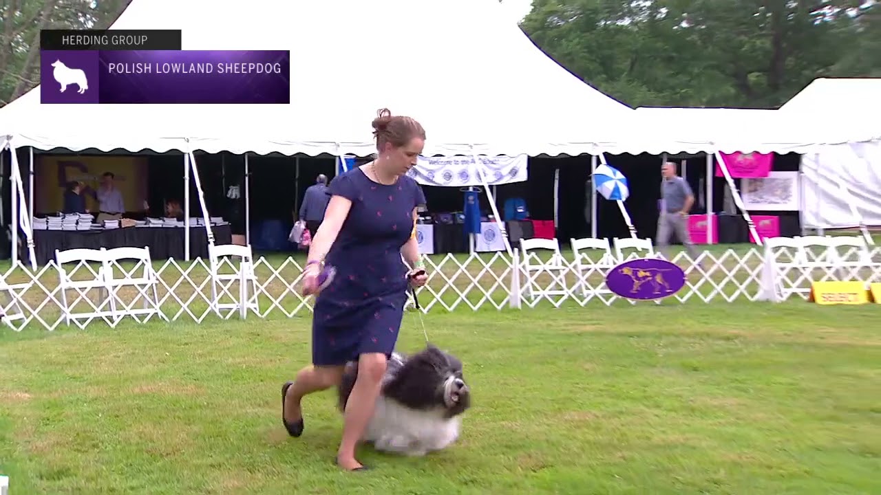 Polish Lowland Sheepdogs | Breed Judging 2021