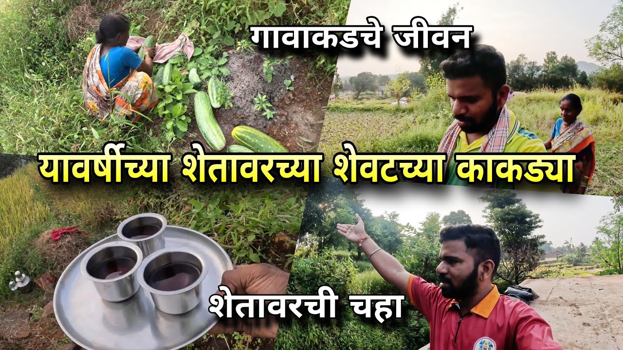 यावर्षीच्या शेतावरच्या शेवटच्या काकड्या - गावचे जीवन | Konkan Village Life Vlog | Kokankar Avinash