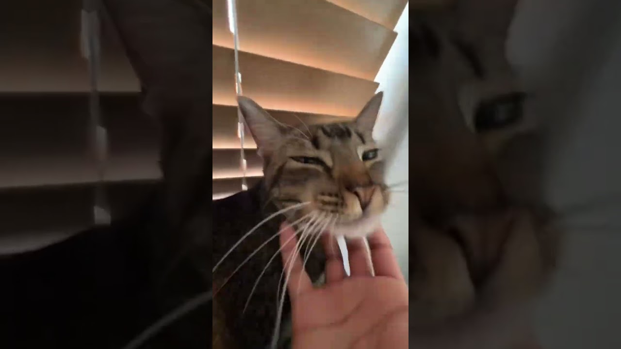 MILI KITI #cat #random #nature #funny #cute #top