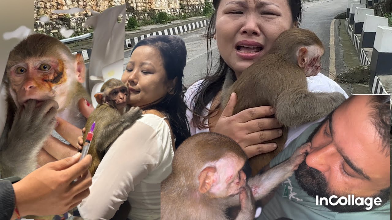 Jogu vetiyo 🐒 Tara chotai chot ani ekdam najuk awastha😭// hospital 🏥 ladai💉💉