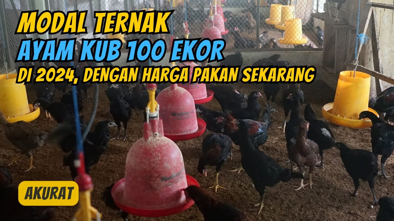 Modal Ternak Ayam KUB 100 Ekor di 2024, dari DOC Sampai Siap Panen
