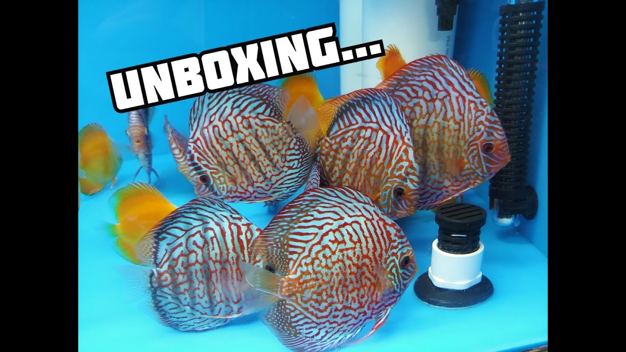 UNBOXING and ACCLIMATING newly imported Tropical Fish * Discus, Angelfish and Plecos