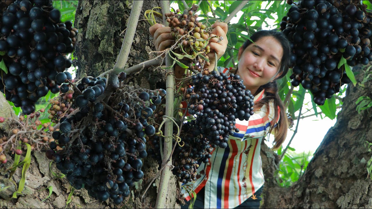 Pick wild grapes fruit and make wine for dinner | Wild Grapes Wine