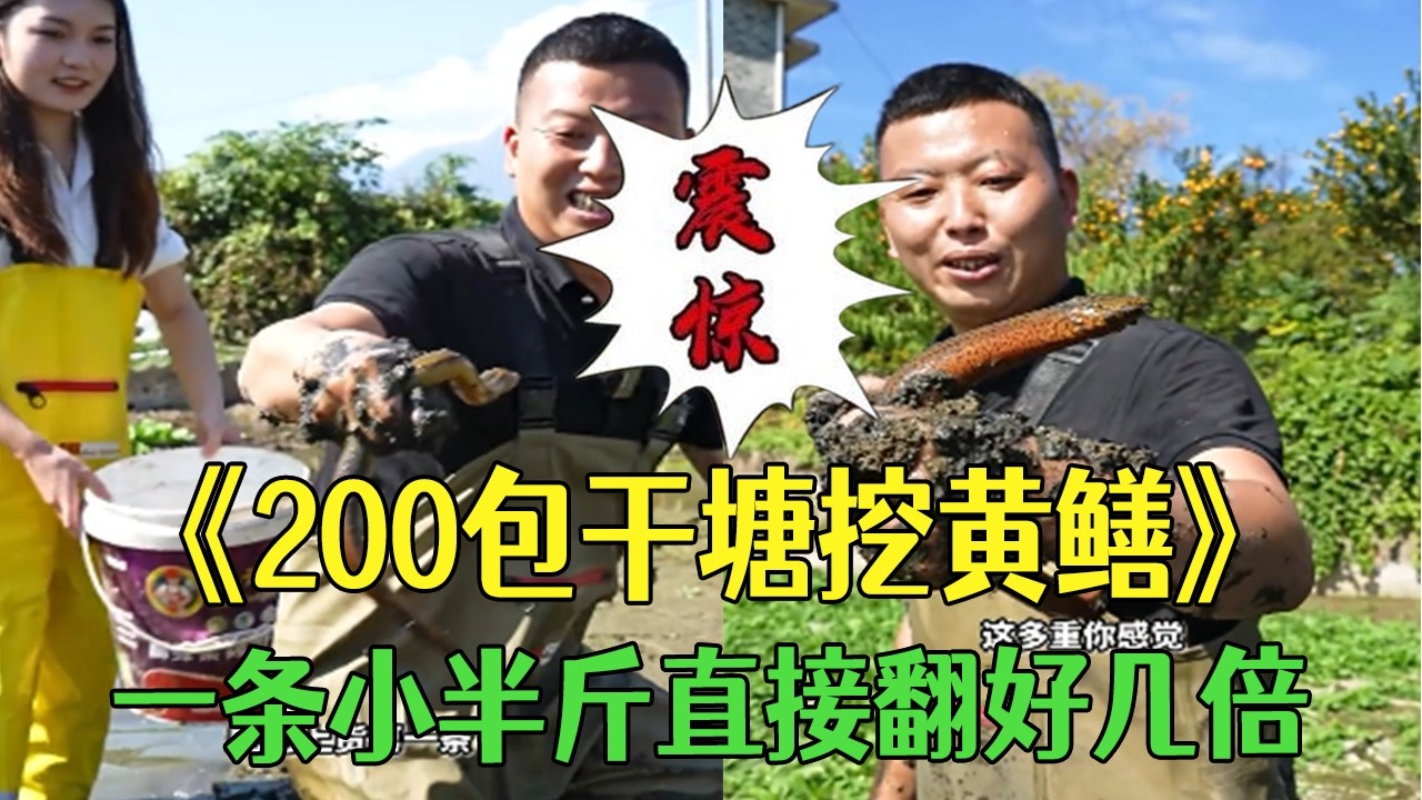 200元包幹塘挖黃鳝，壹條小半斤直接賺翻好幾倍#小飛哥#三農 #我的鄉村生活 #新農人計劃2026#戶外 #包塘