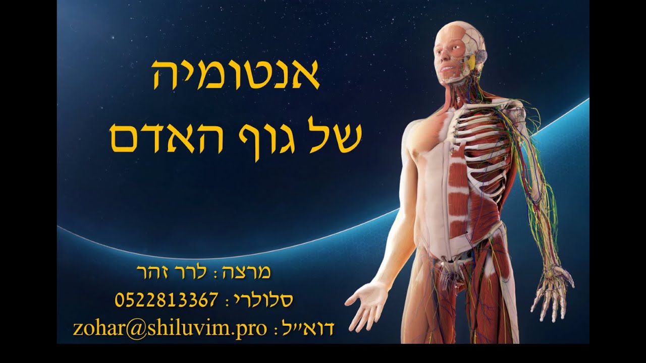 אנטומיה בקורס מדריכים - חלק שלישי