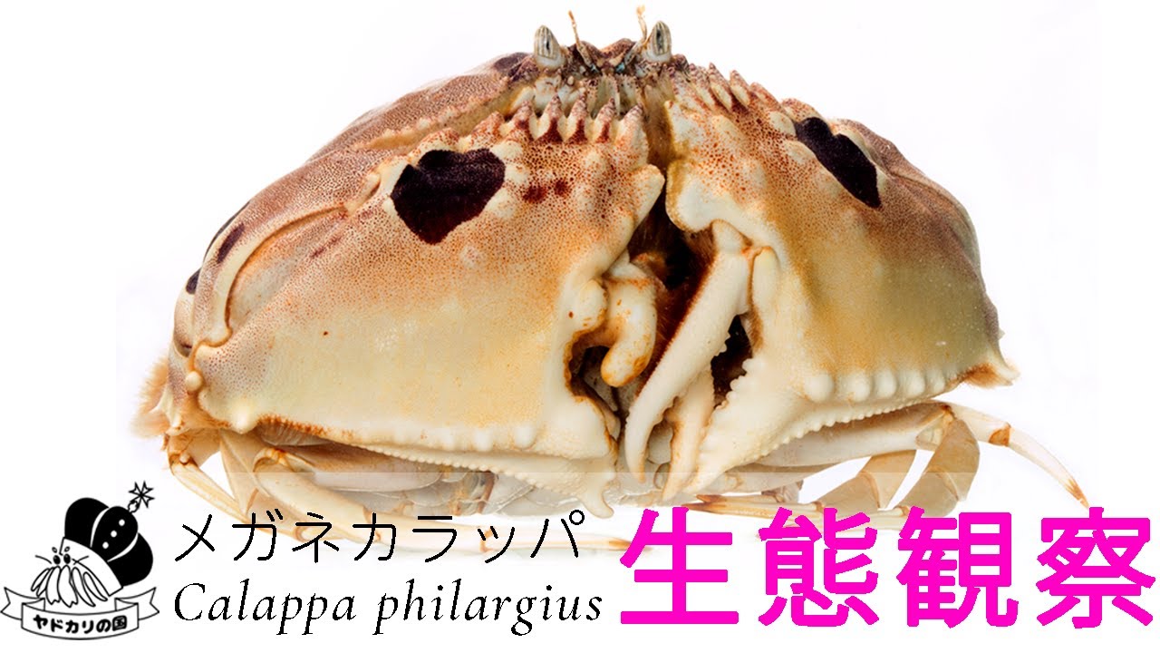 機能美の塊...メガネカラッパの生態( *´艸`)