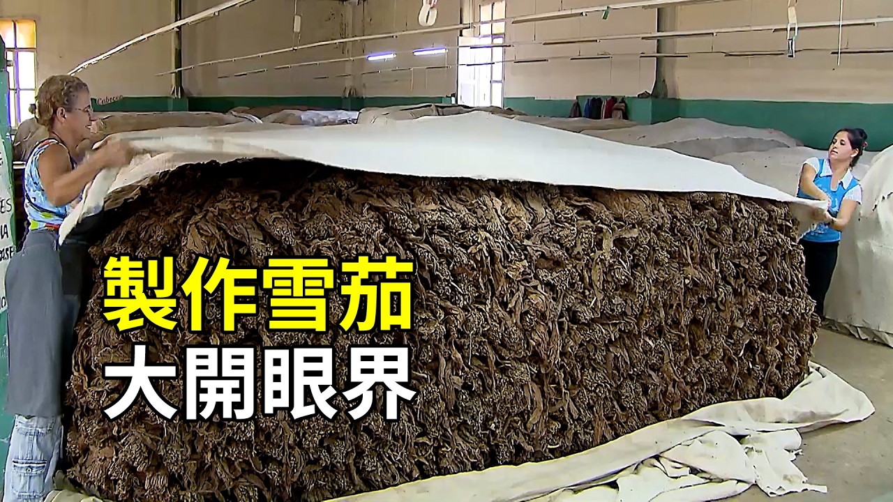 為什麼雪茄賣那麼貴？種植製作過程告訴你答案