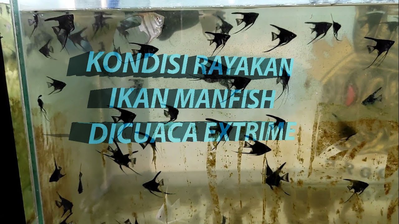 Update!!! || Kondisi ikan manfish dicuaca dingin part2