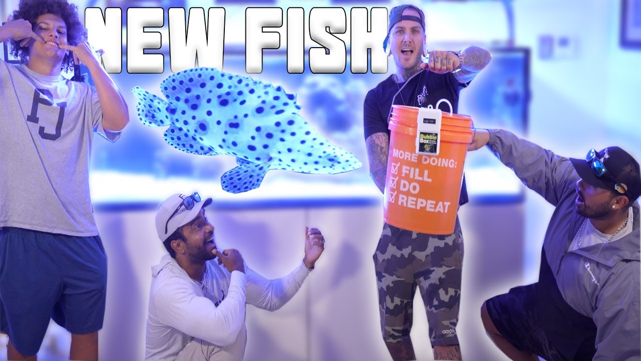 NEW PANTHER GROUPER for my 300 gallon Aquarium !! *so cool*