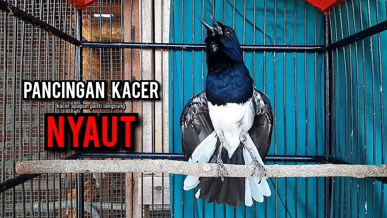 SUARA BURUNG kacer gacor NGEPLONG tarung ini paling ampuh buat PANCINGAN KACER agar EMOSI