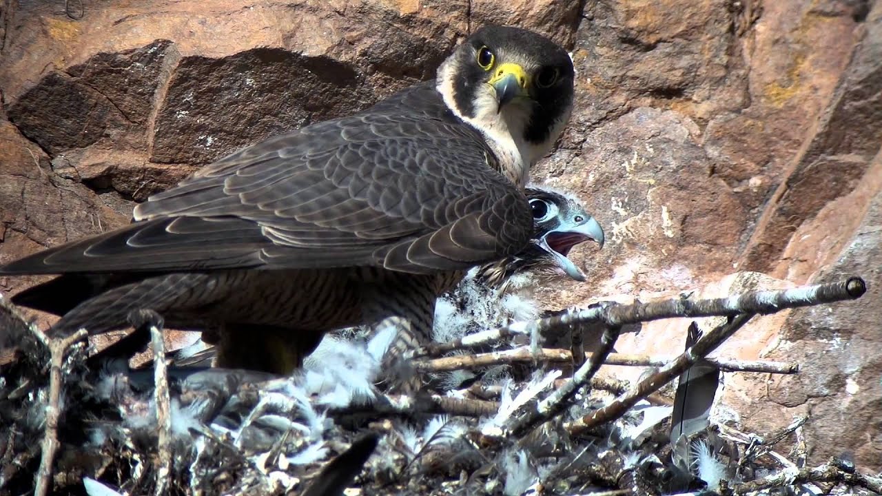Победитель конкурса Digiscoper of the Year 2014