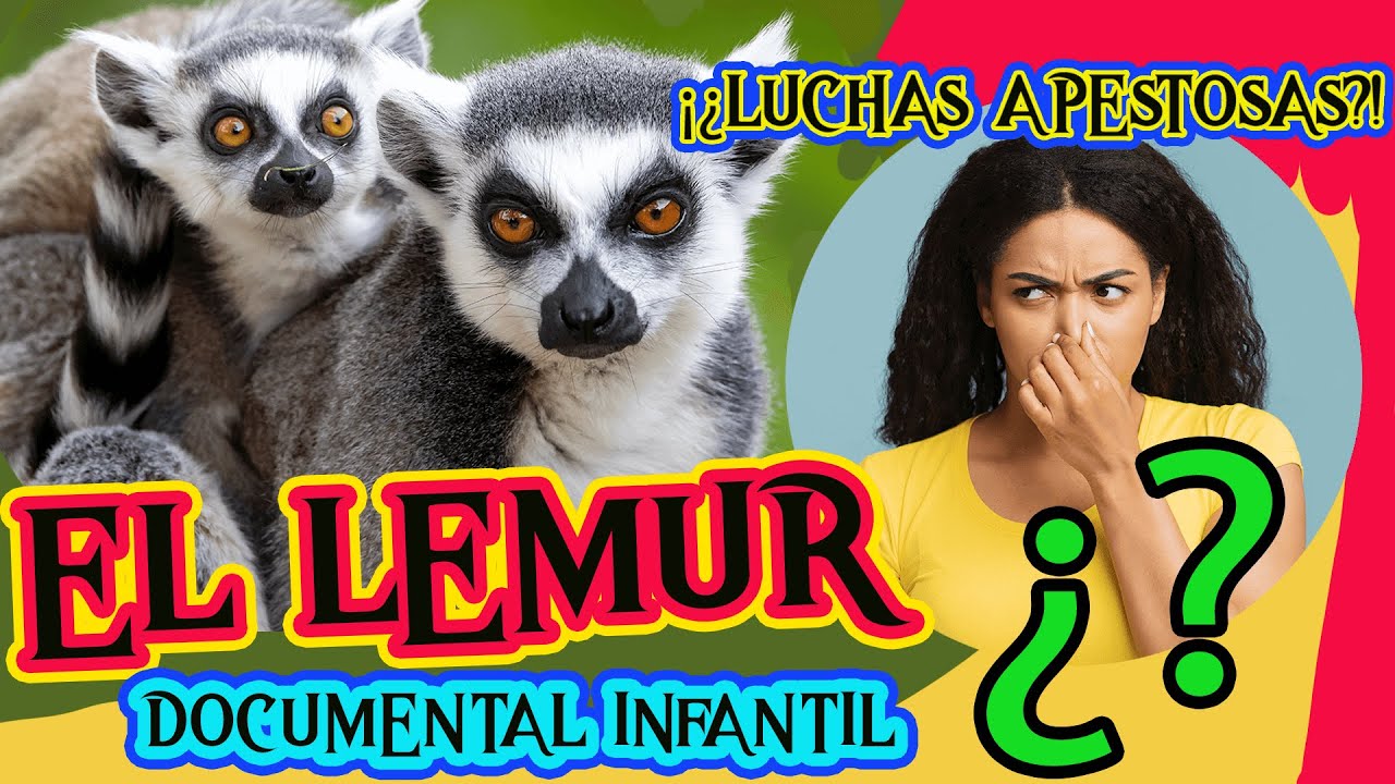 EL L&Eacute;MUR🐒⚫⚪  | Videos educativos para ni&ntilde;os | Los animales | MADAGASCAR | Documentales infantiles