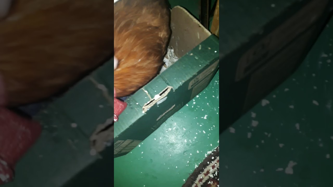 Gyuri a kakas,t&uacute;r&oacute;t zab&aacute;l!