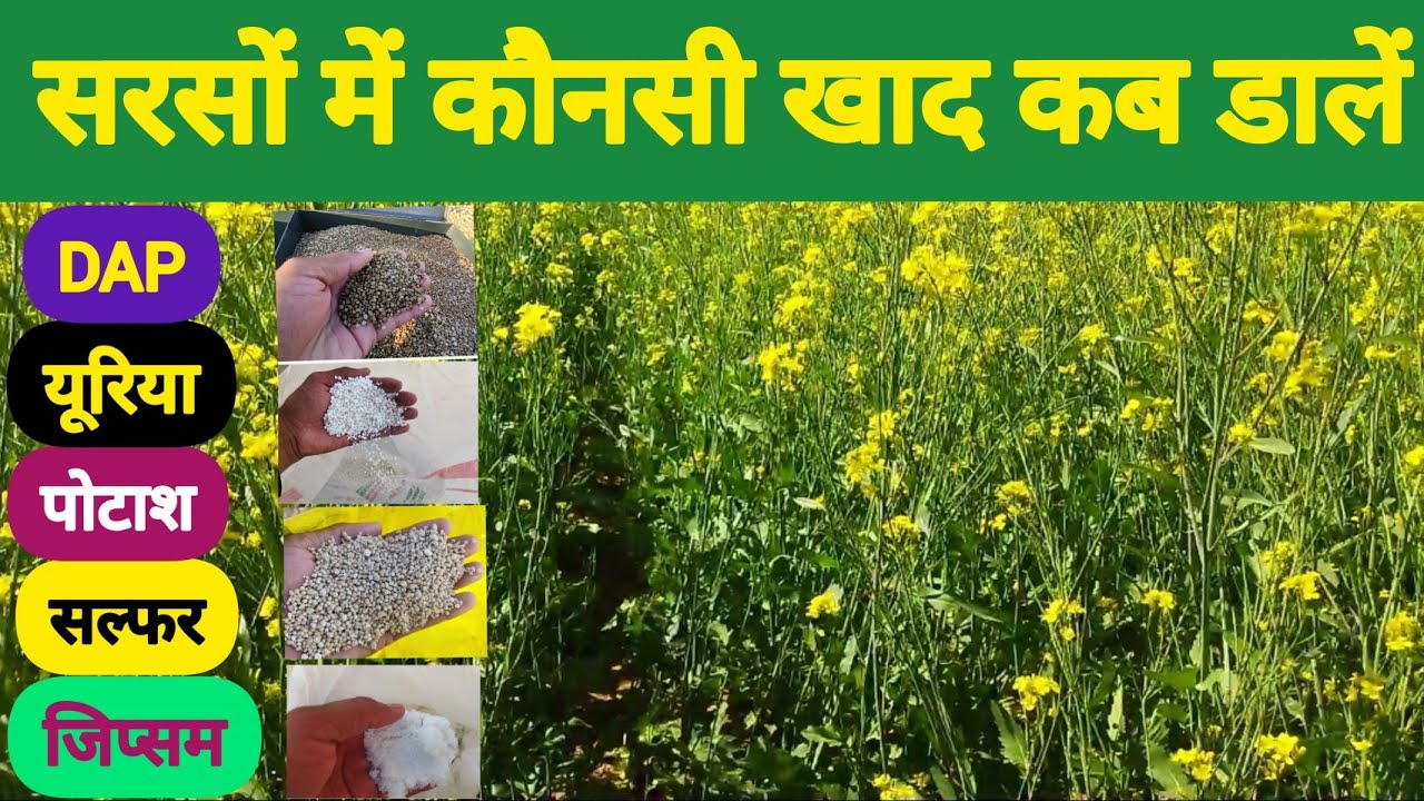 सरसों की फसल में कौनसी खाद डालें, कब डालें//DAP & Urea fertilizers in Mustard crop