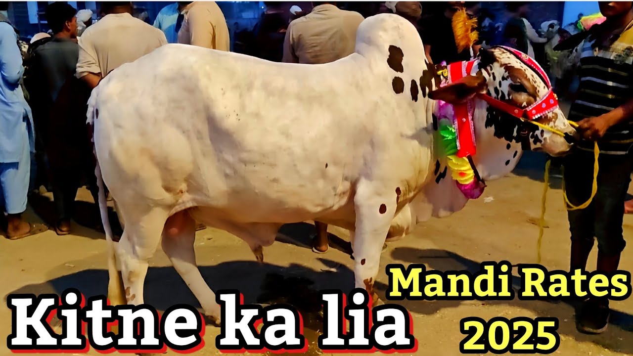 Shahpur kanjra mandi lahore 2025 | Cow mandi Lahore 2025 | Bakra mandi | Sahiwal chlolistani bachre