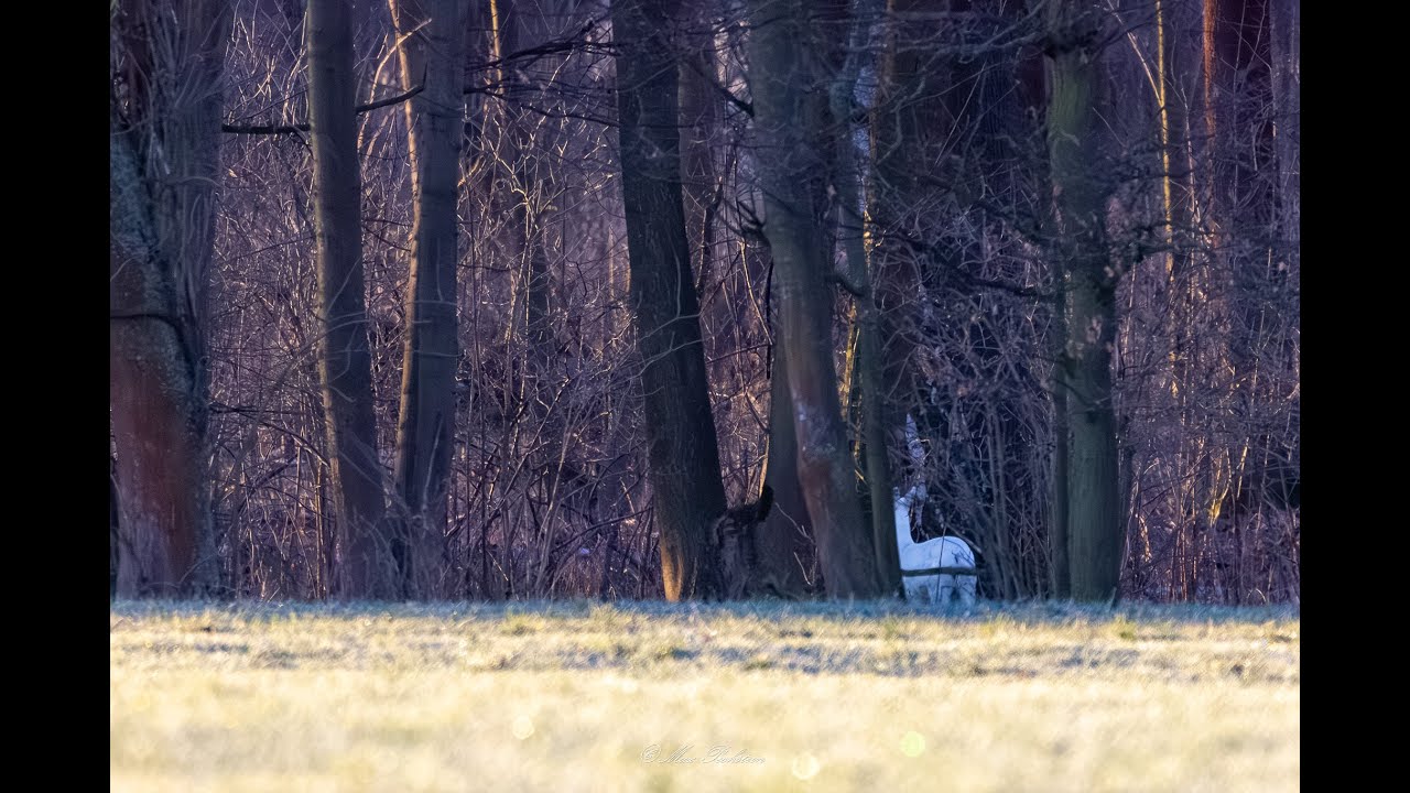 Ein Diamant der Tierwelt I Albino ?! I German Wildlife Fotografie